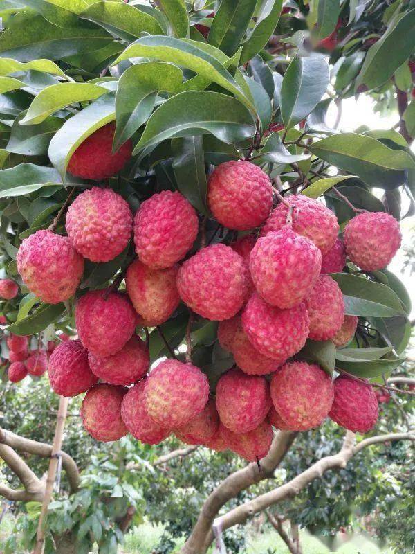 茂名"十大名荔"新鲜出炉,快来看看你喜爱的品种入选了吗?_荔枝