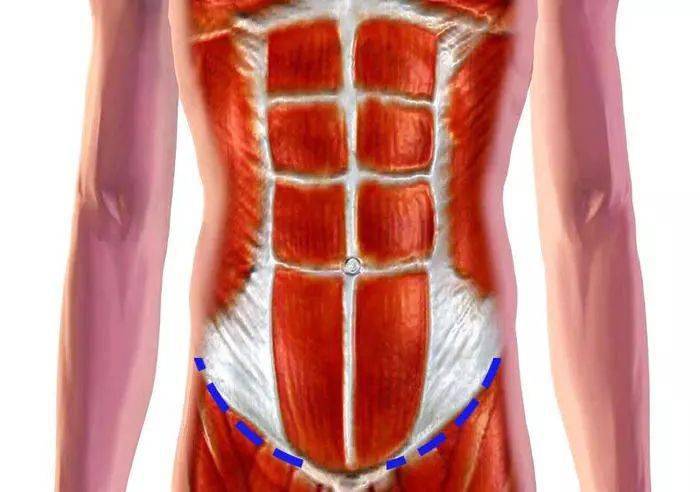 腹肌下面是什么部位图片