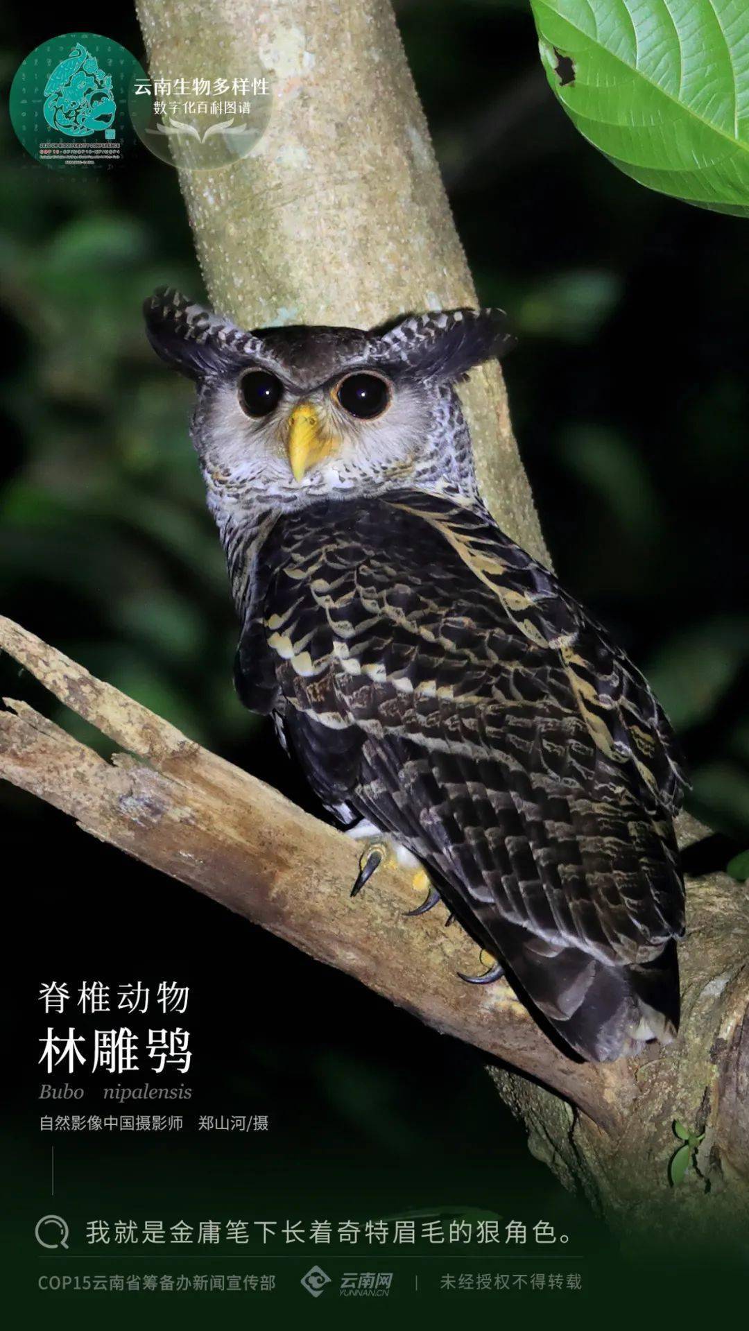 云南生物多样性数字化百科图谱林雕鸮我就是金庸笔下长着奇特眉毛的狠