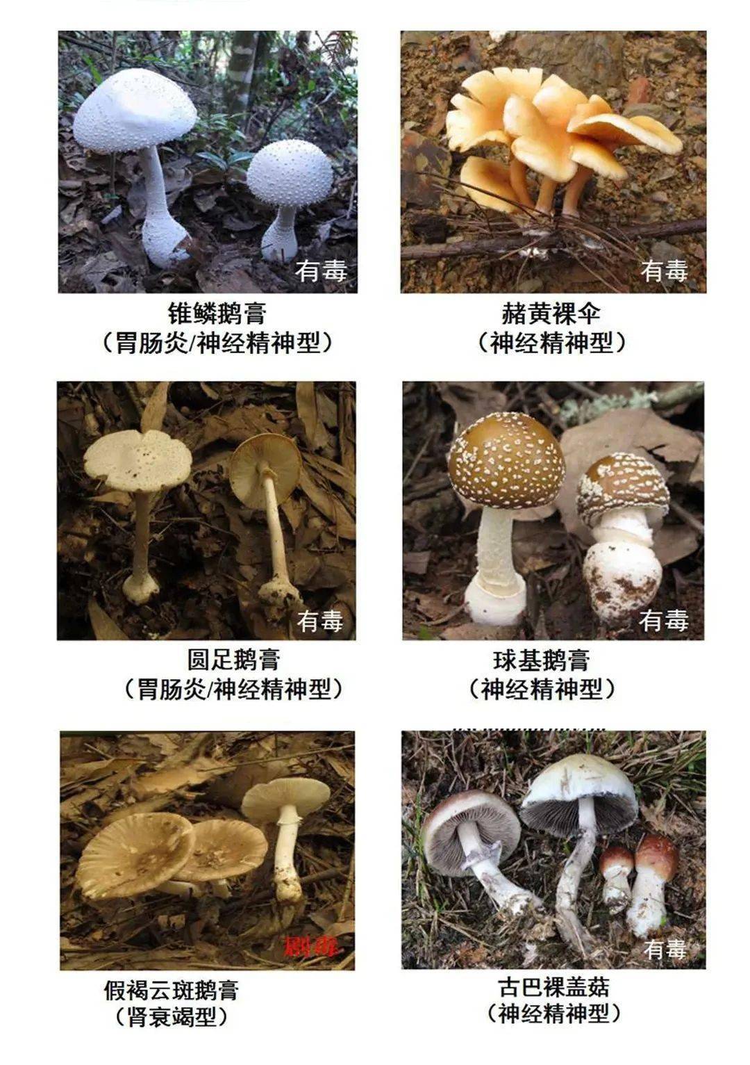 有毒蘑菇 品种图片