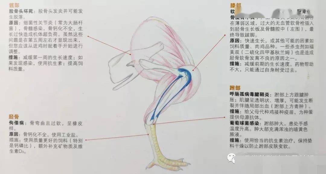 鸡腿的关节构造图图片