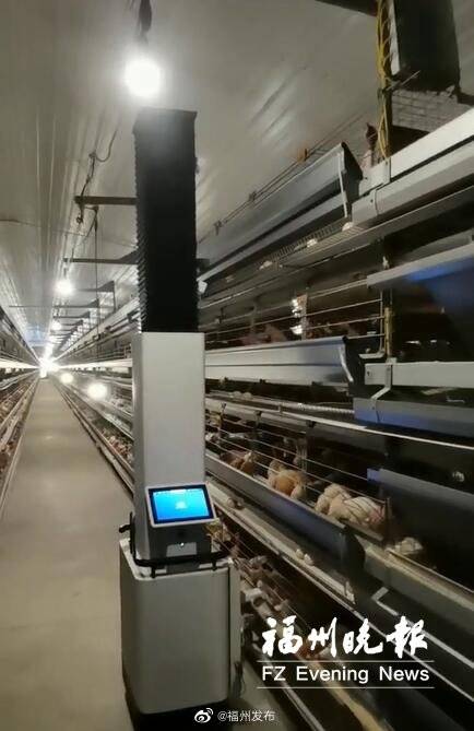 机器人|全球首个商用蛋鸡养殖机器人在福清首发运行