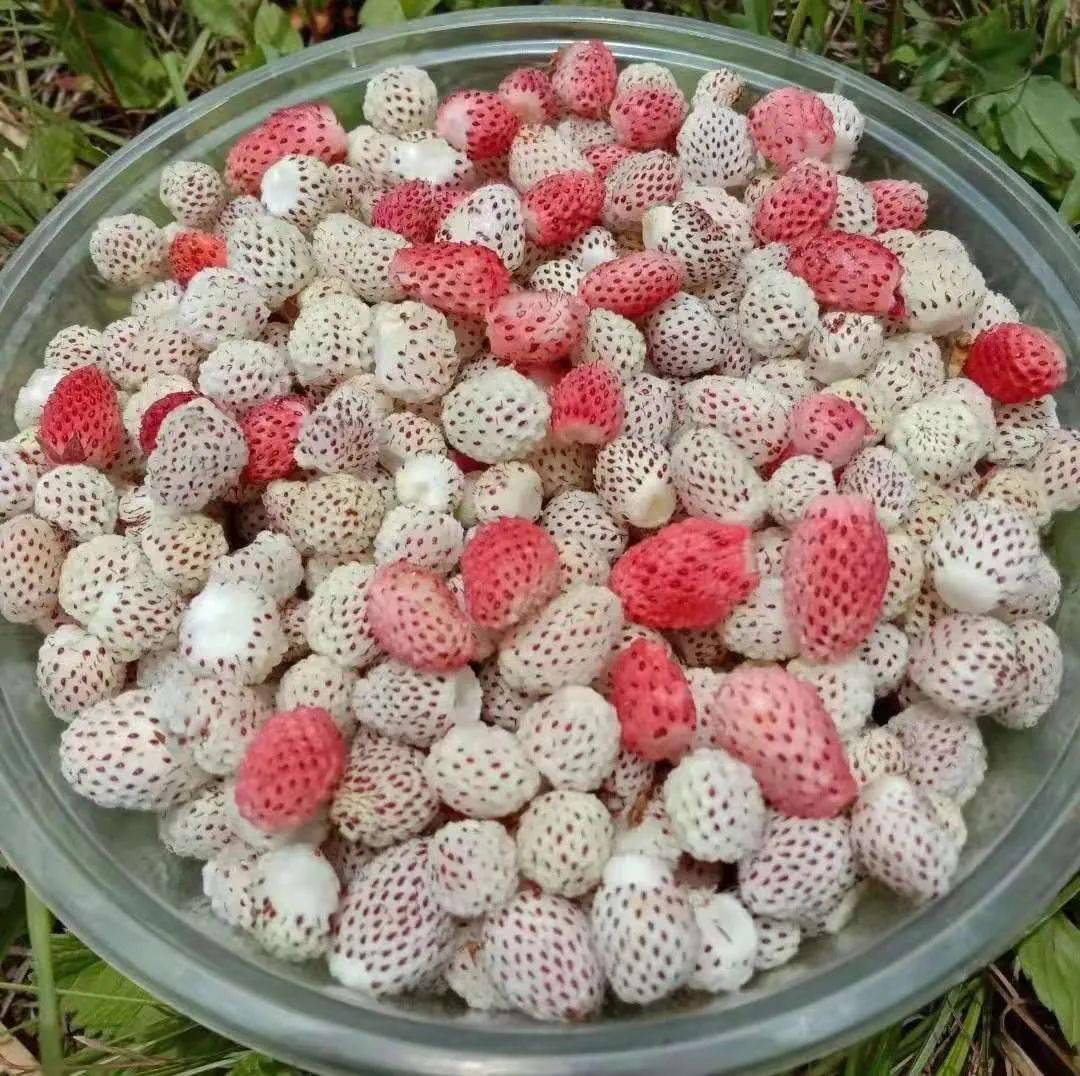 野草莓种类图片