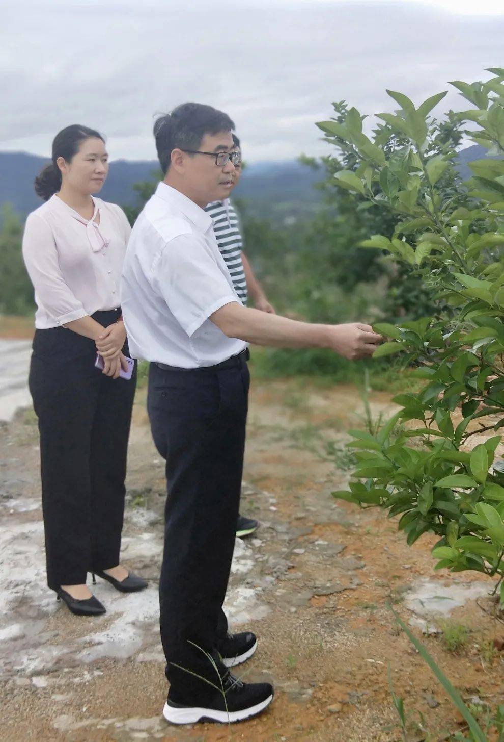 县领导江桂生到濯田镇调研指导防汛备汛产业发展乡村