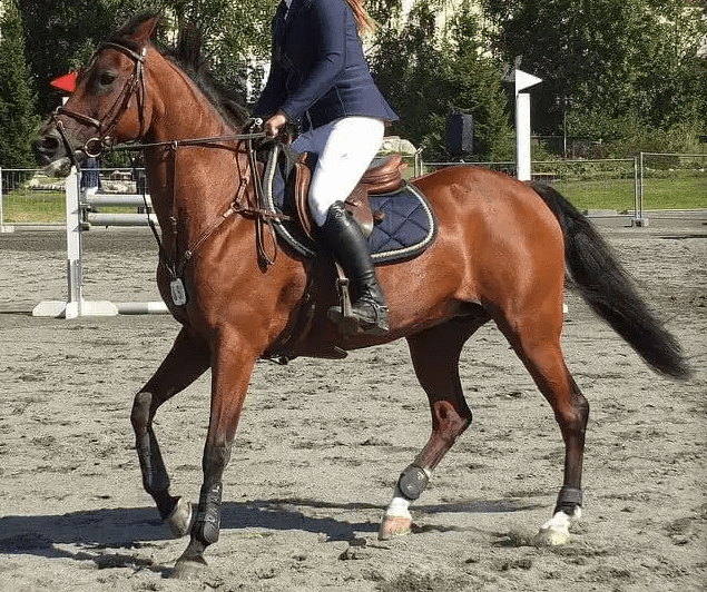 不合适马鞍的6宗罪