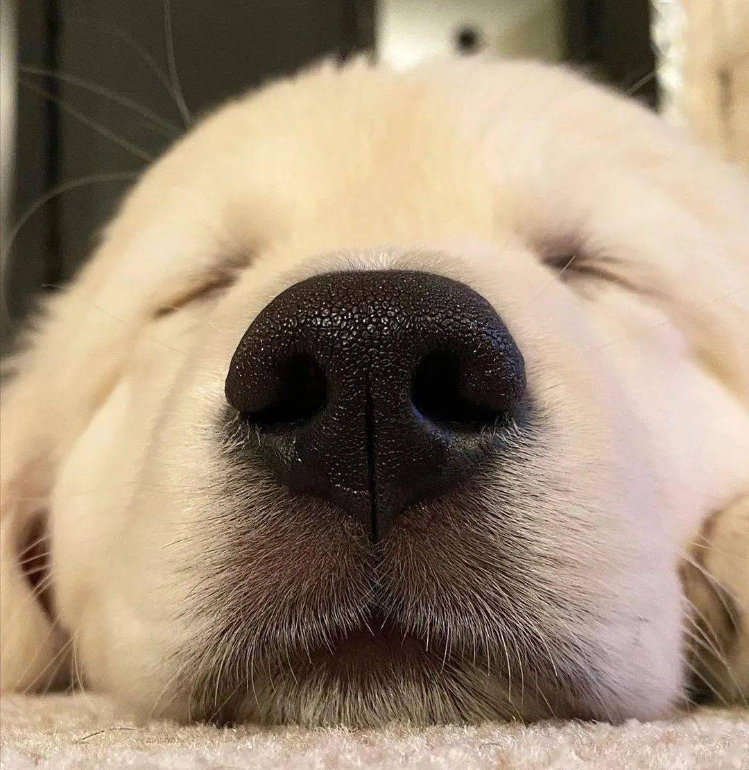 一大波金毛怼你脸上一眼就能沦陷