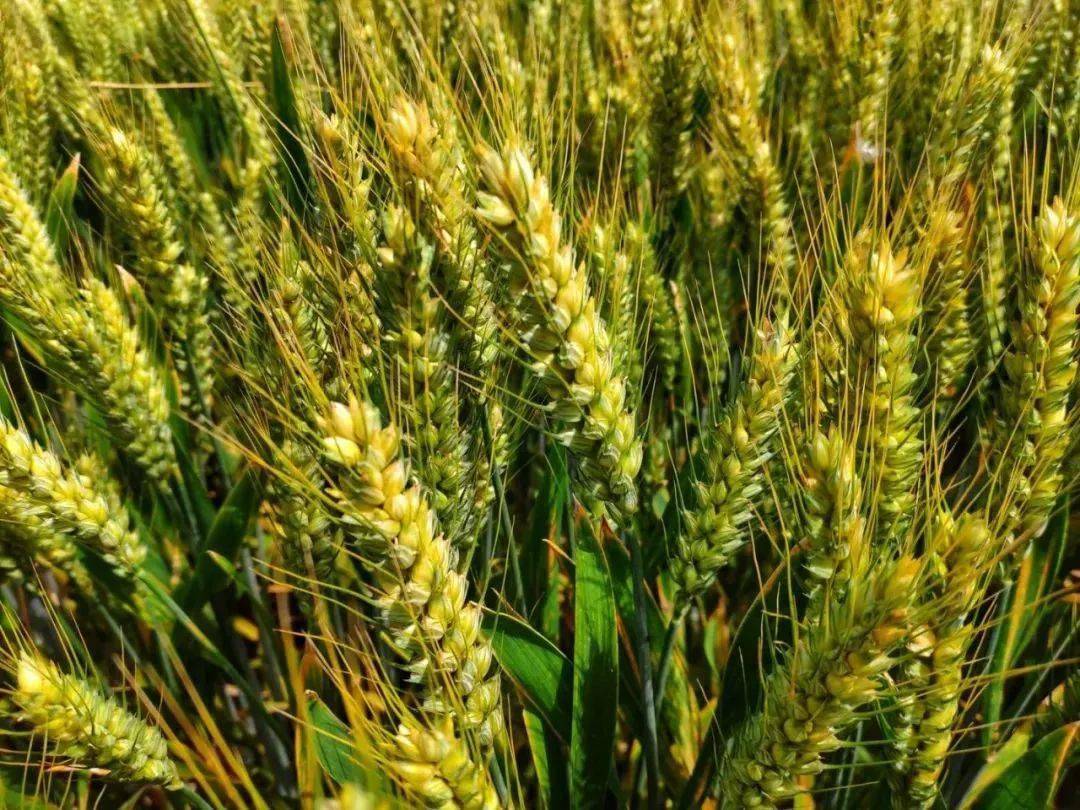 风吹麦浪是故乡