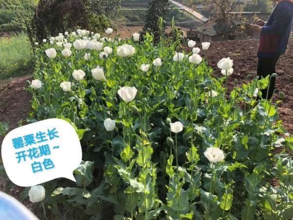 注意辨认罂粟↓罂粟幼苗俗称大烟苗,罂粟种子含少量罂粟碱,吗啡,发芽