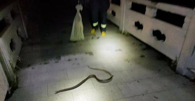晚上10点多男子发现邻居家门口有条蛇吓得不轻