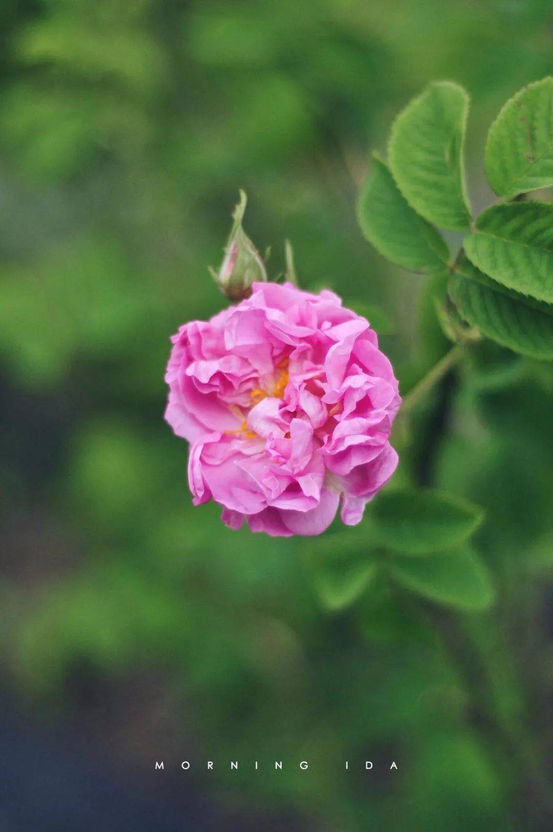 關注5年,你們還分不清玫瑰,月季和薔薇?