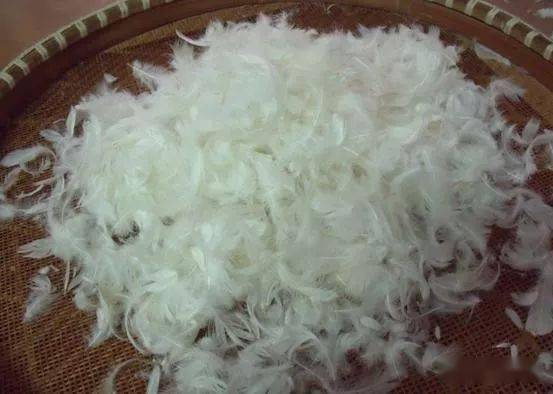 老师傅春钓爆护秘籍用了20多年的鸭毛钓鱼上鱼又快又猛