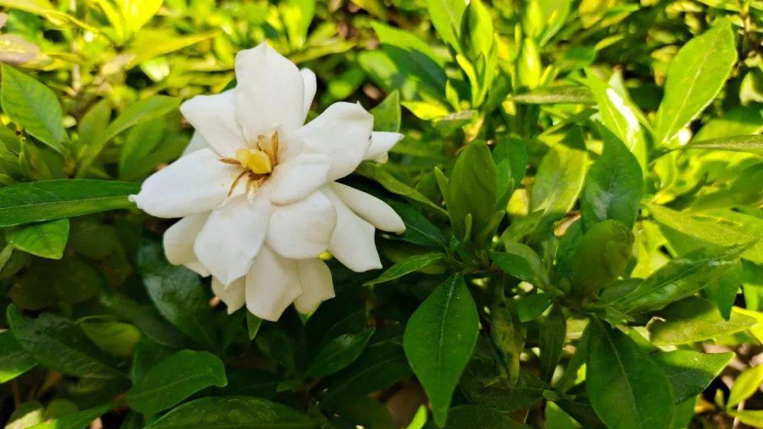 今日芒种丨在丁兰你闻到香味了吗