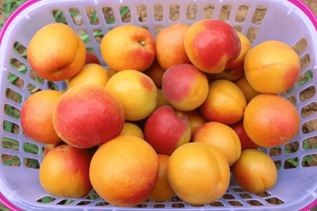 有"杏"遇见你,白鹿原影视城大杏节来啦!_杏子