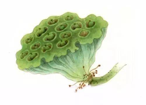 国画教程工笔荷花画法之花苞莲蓬