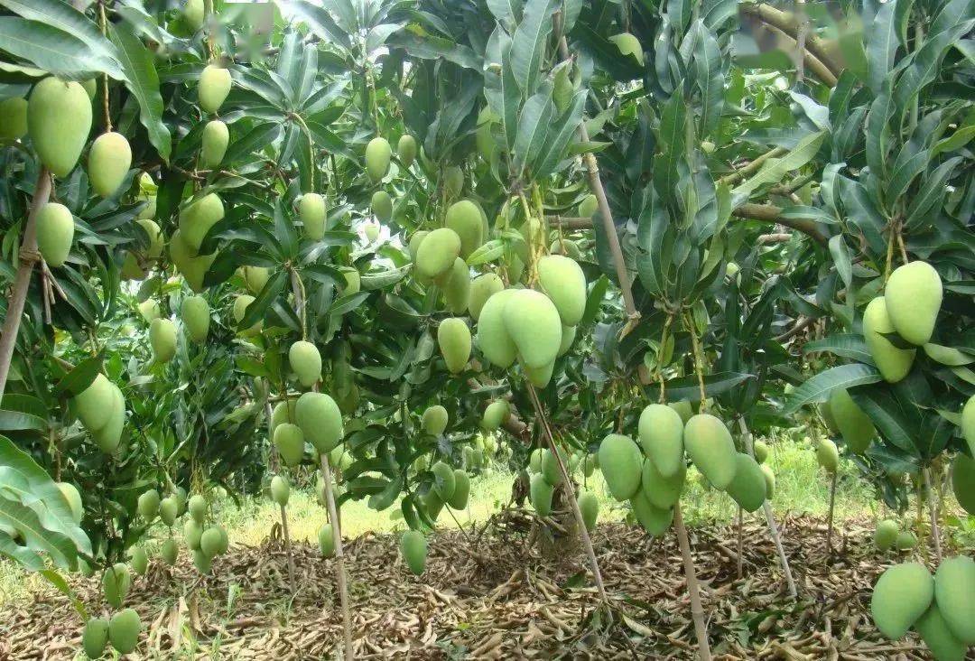 百色芒果成功入选中欧地理标志保护与合作协定,田阳区入选百色番茄