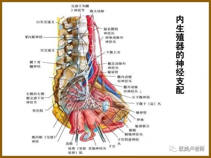 子宮輸卵管及卵巢的神經叢