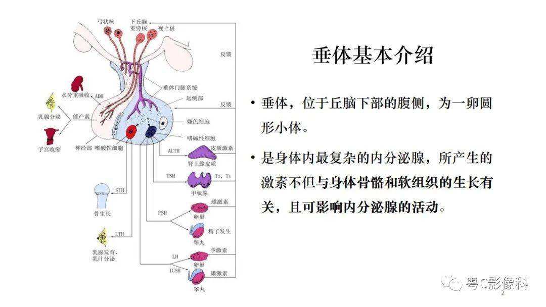 从垂体发育到垂体病变讲清楚了