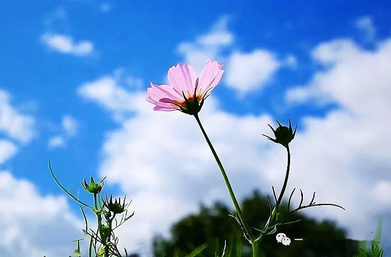 散文诗云是开在天上的花