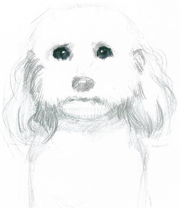 用彩铅画一只可爱的比熊狗狗彩铅画萌动物小狗教程