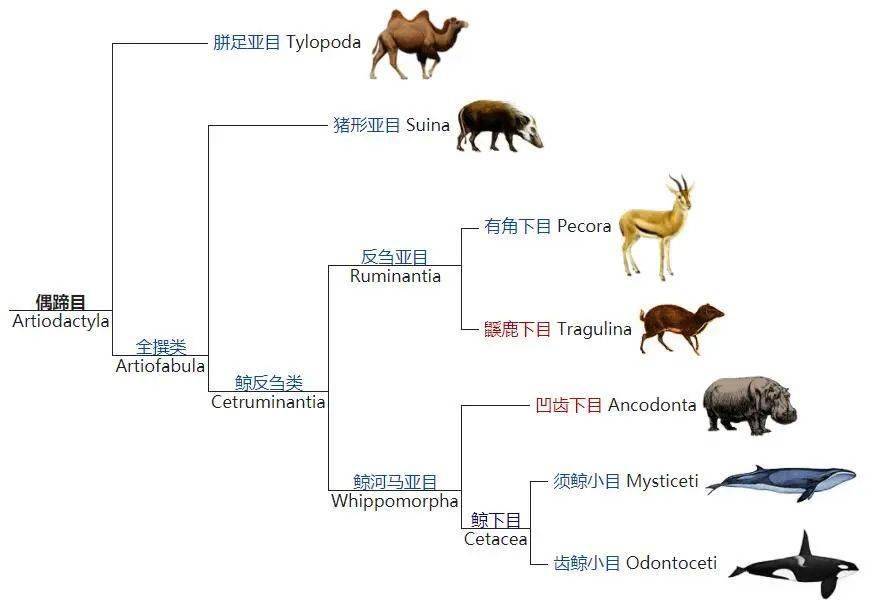 河马进化演变图图片