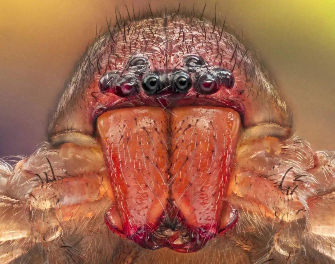 被一只蜘蛛八只眼睛盯上,想想就很可怕!_复眼