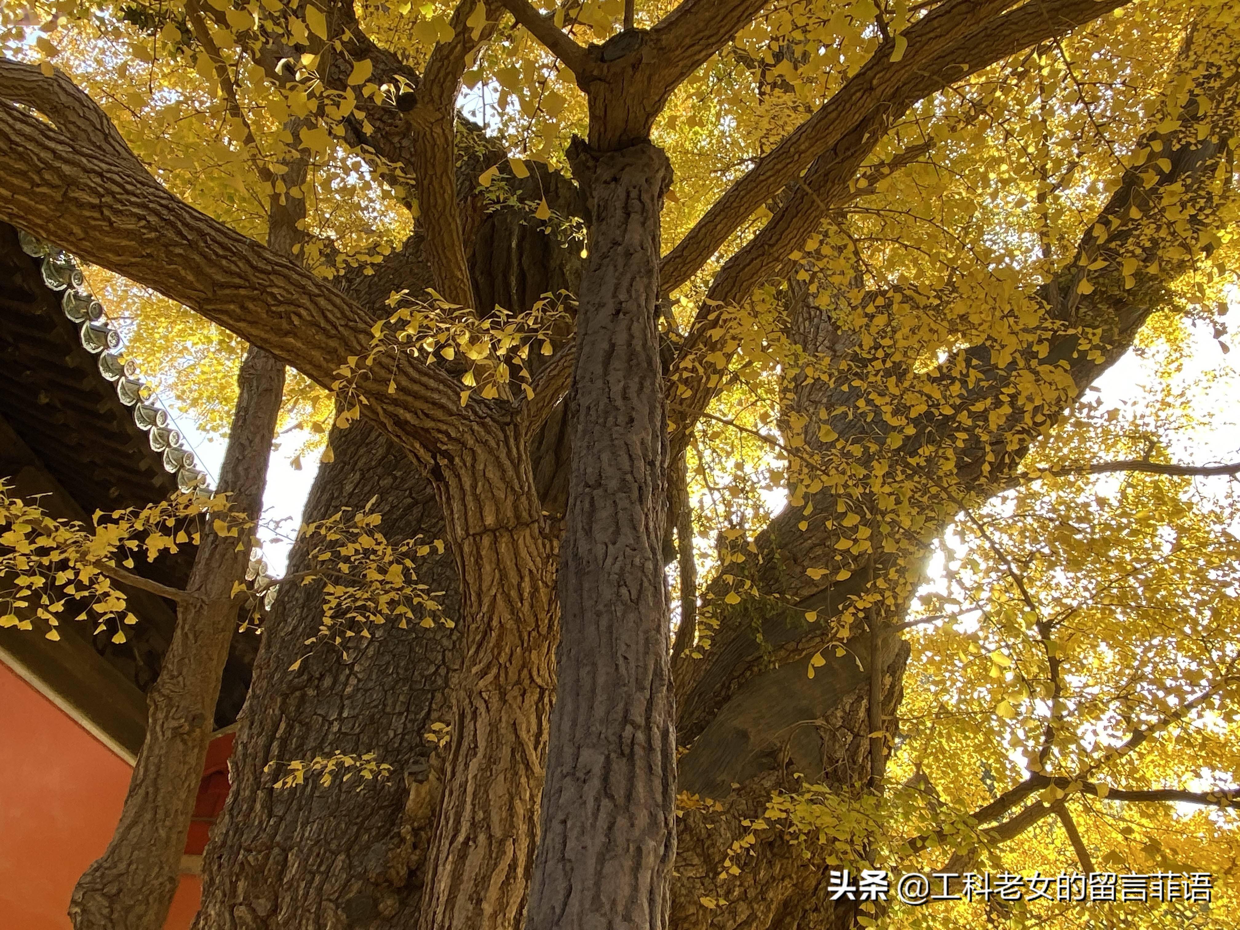 北京大觉寺千年银杏树图片
