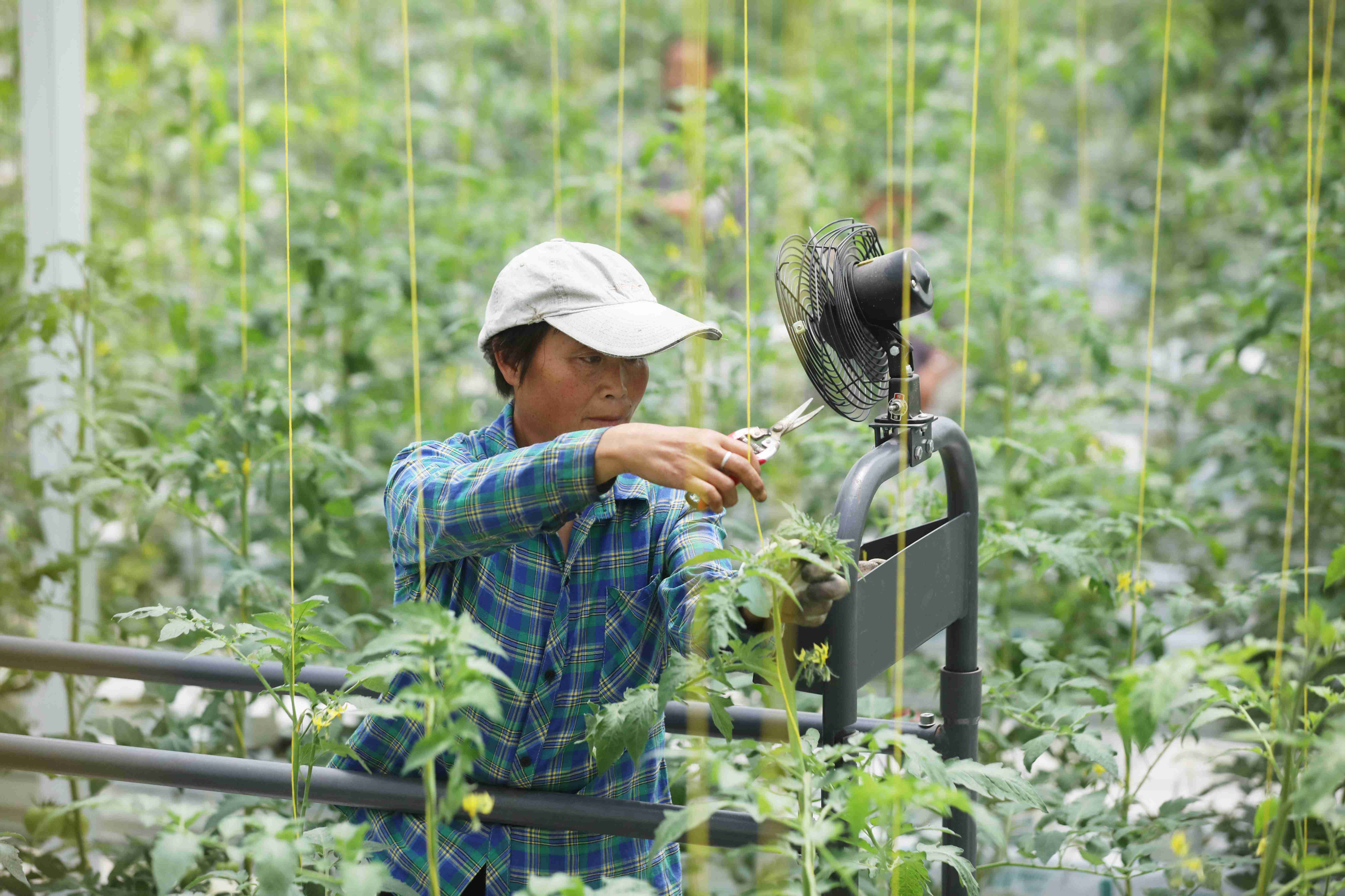农业|种菜用上“轨道交通“！江苏宿迁智慧农业跑出“加速度”