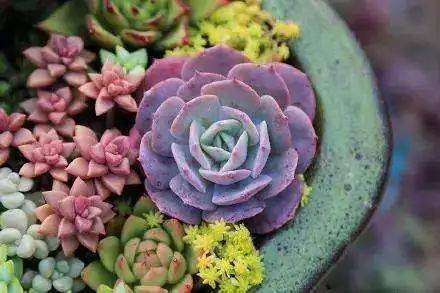 如京舞妓,椭叶木棉,光堂等.(caudex succ