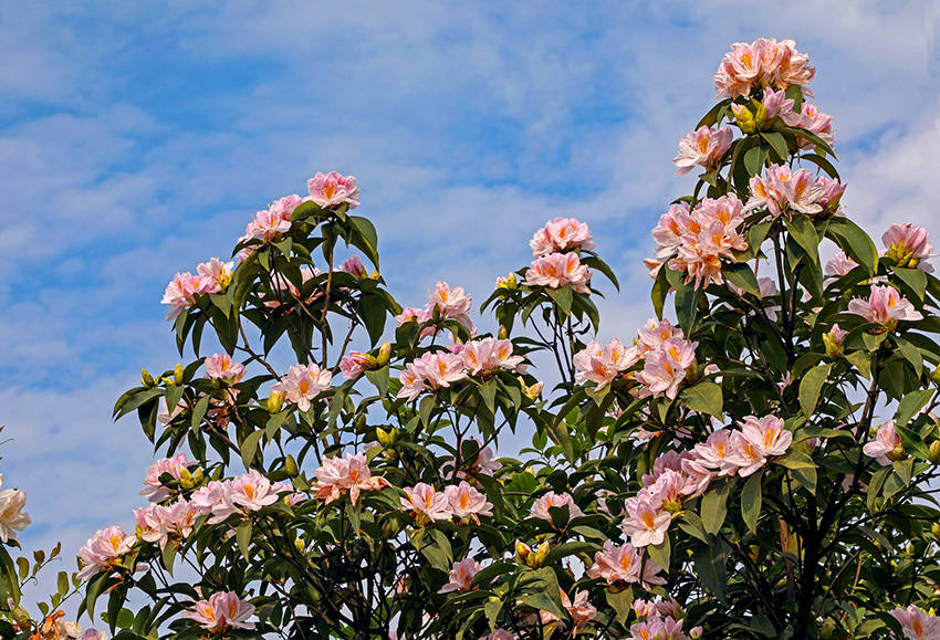 廣西橫縣：杜鵑花開好風光 國際 第6張