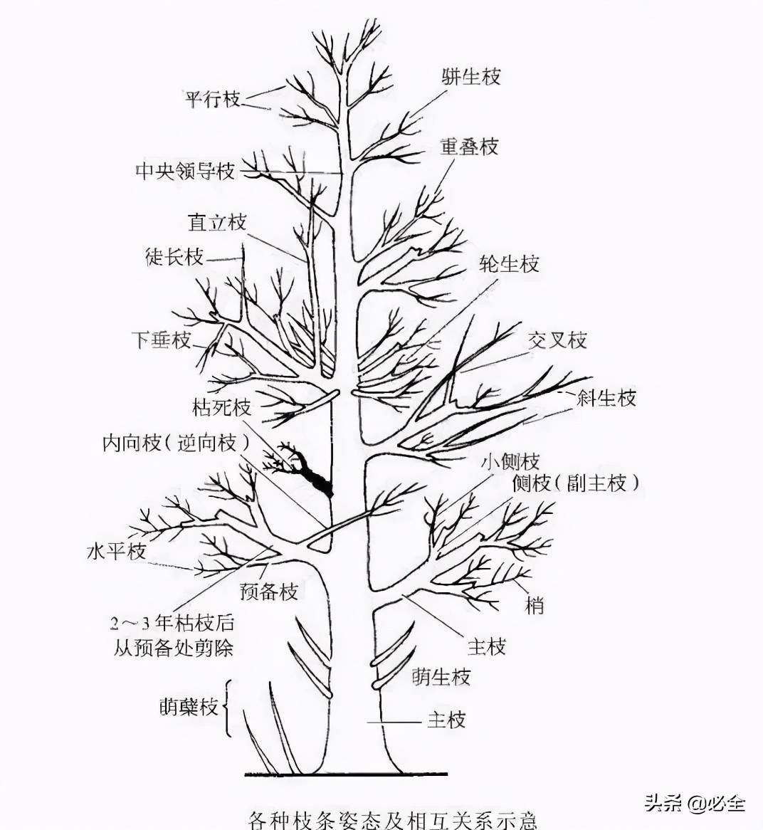 树木修剪应适应树木的天然树形,分枝习性及其长势,凡中央主干强的树种