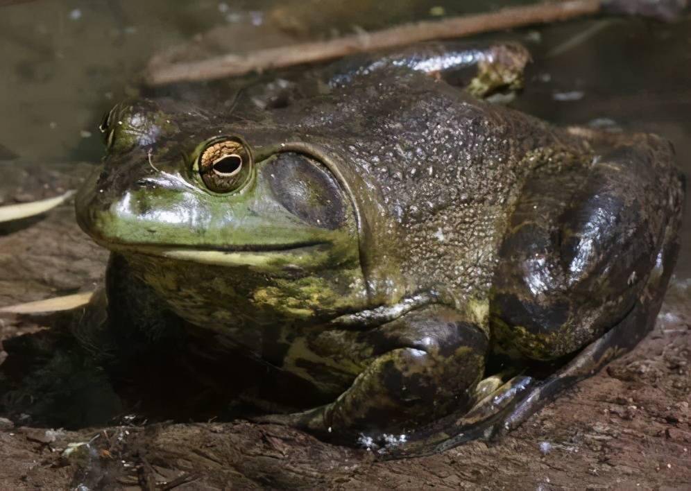 牛蛙常见六大疾病知道这些蛙病的名字吗疾病防控是关键