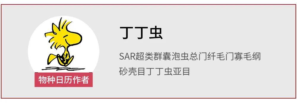 自然环境|鸟儿爱嗦螺，是怎么把蜗牛变得五颜六色的？