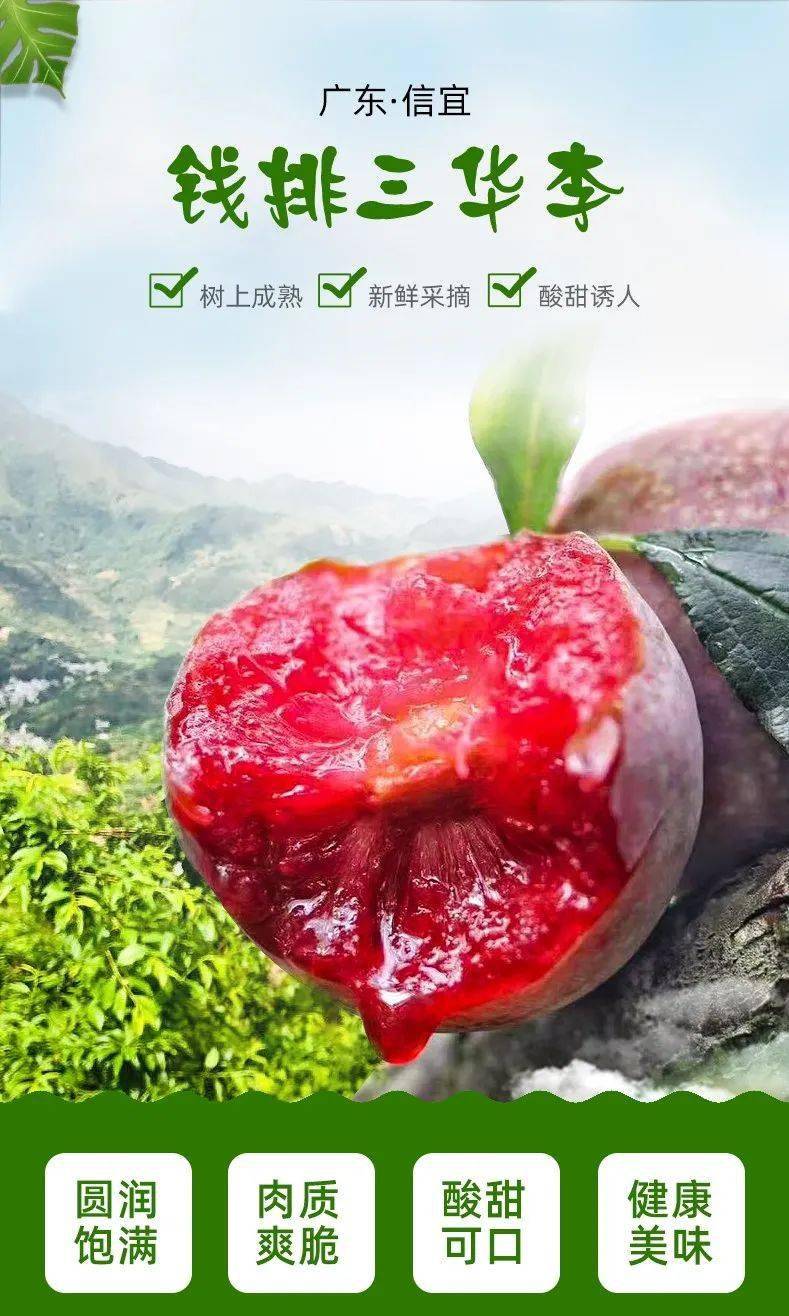 【钱排三华李】信宜钱排银妃三华李,果园新鲜现摘直发,顺丰包邮!