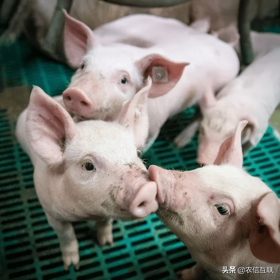 扛不住了,猪价腰斩,头部企业抛售仔猪!专家:8,9月会涨