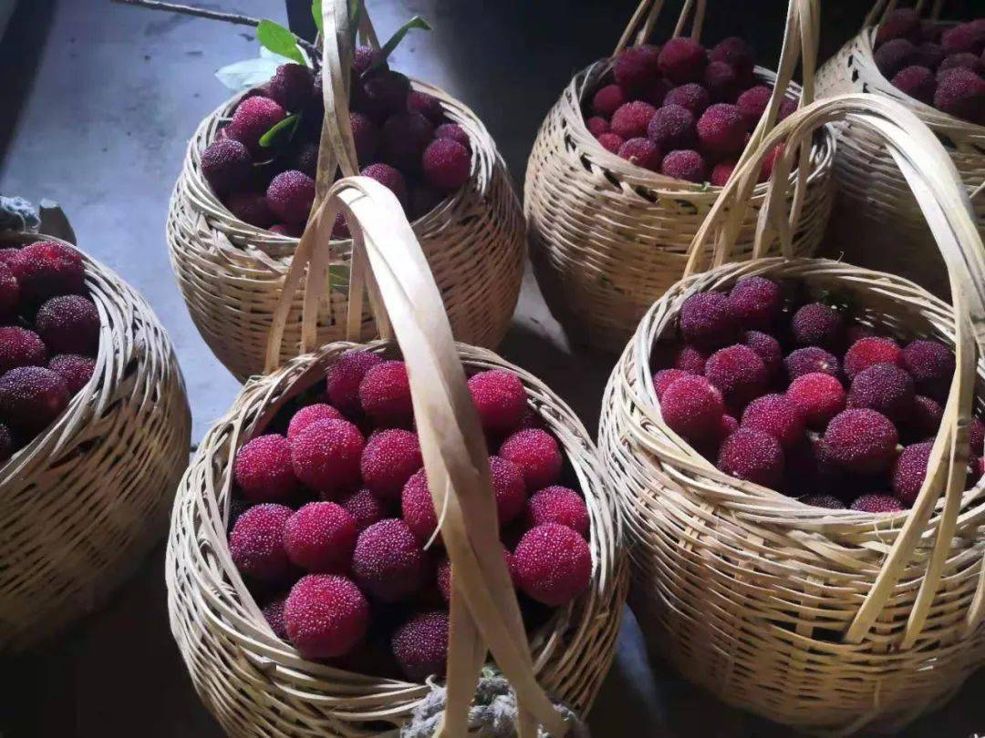 今年萧山杨梅在天气,管理的多重因素下,品质较去年有大幅提高.