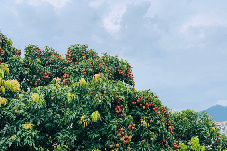 东莞荔枝采摘打卡地出炉16元人荔枝园畅吃再送1斤桂味玩上一整天