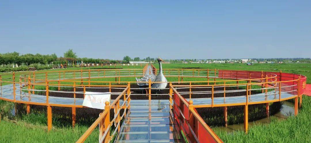 穿行于水稻田之中,稻田玻璃栈道看到喜欢的美景一定要拍照留念
