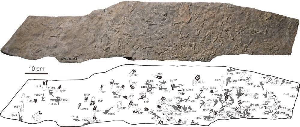 化石|1.35亿年前翼龙留下114个爪印，它们在干啥？