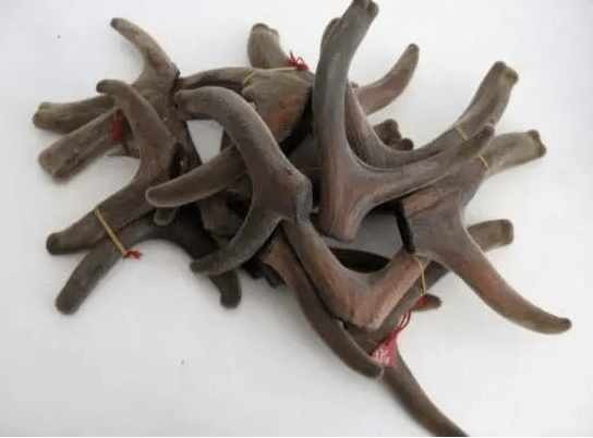 实施检疫审批的进口药材品种:牛黄,九香虫,土鳖虫,五倍子,水牛角