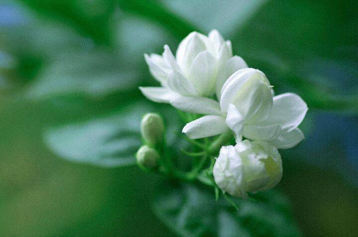 你好我的小茉莉