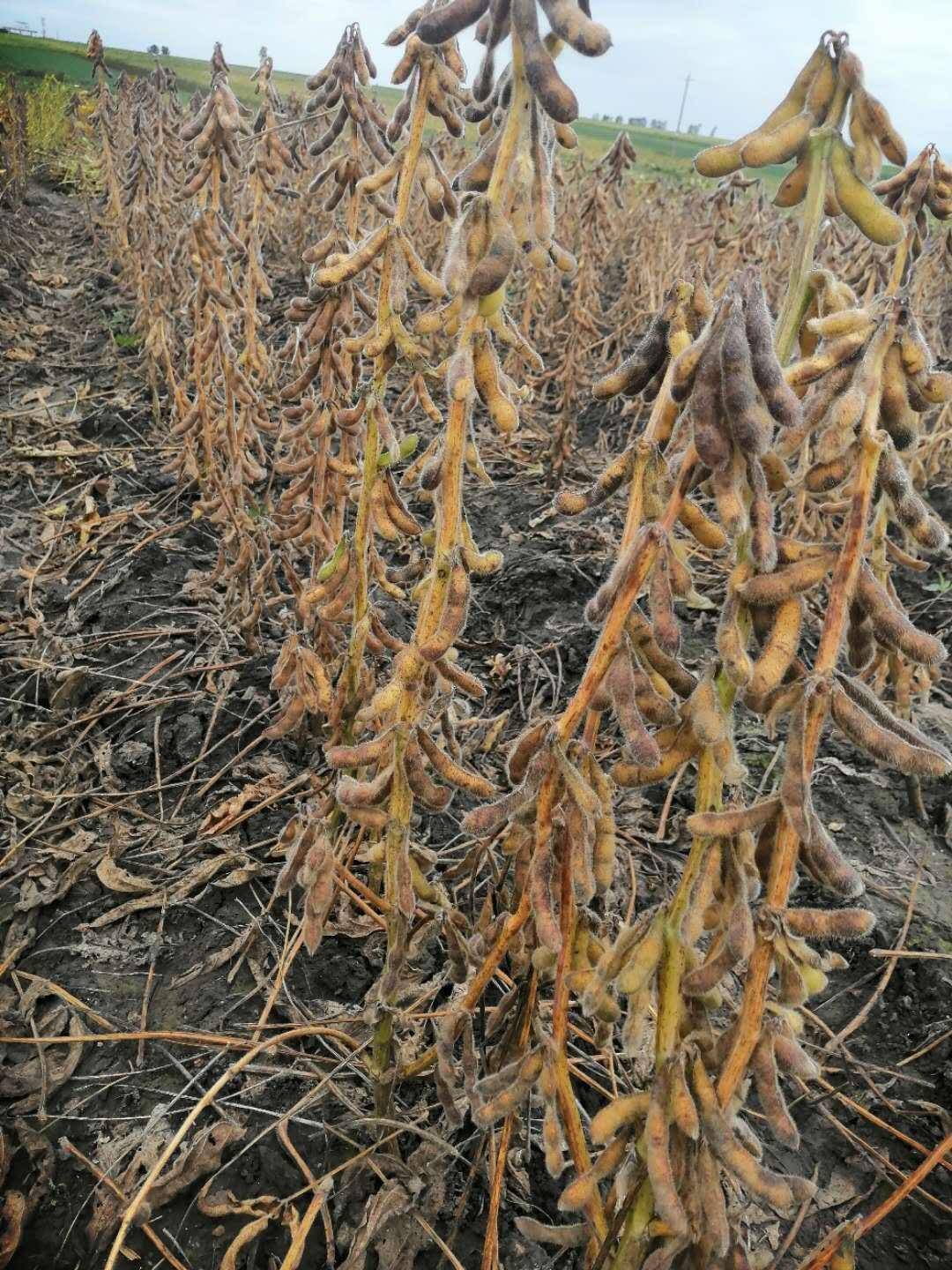 印度将大豆收购价格上调1.8%,以便减少对国外食用油进口依赖