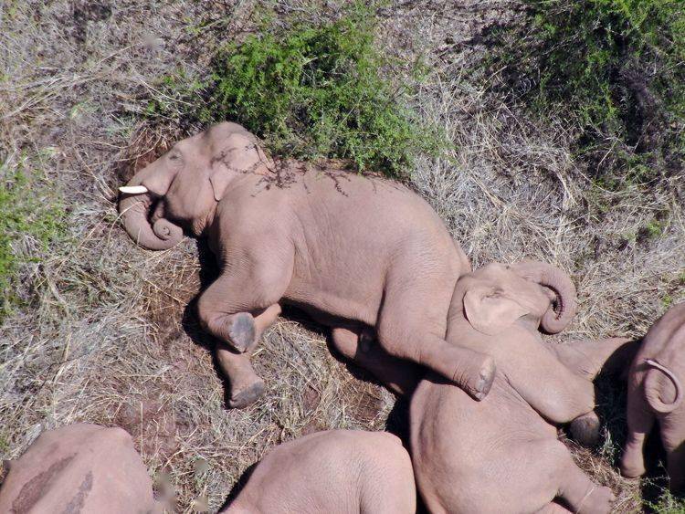 小象挤在大象中间睡觉——这温馨的一幕,引得各路网友纷纷在留言区里