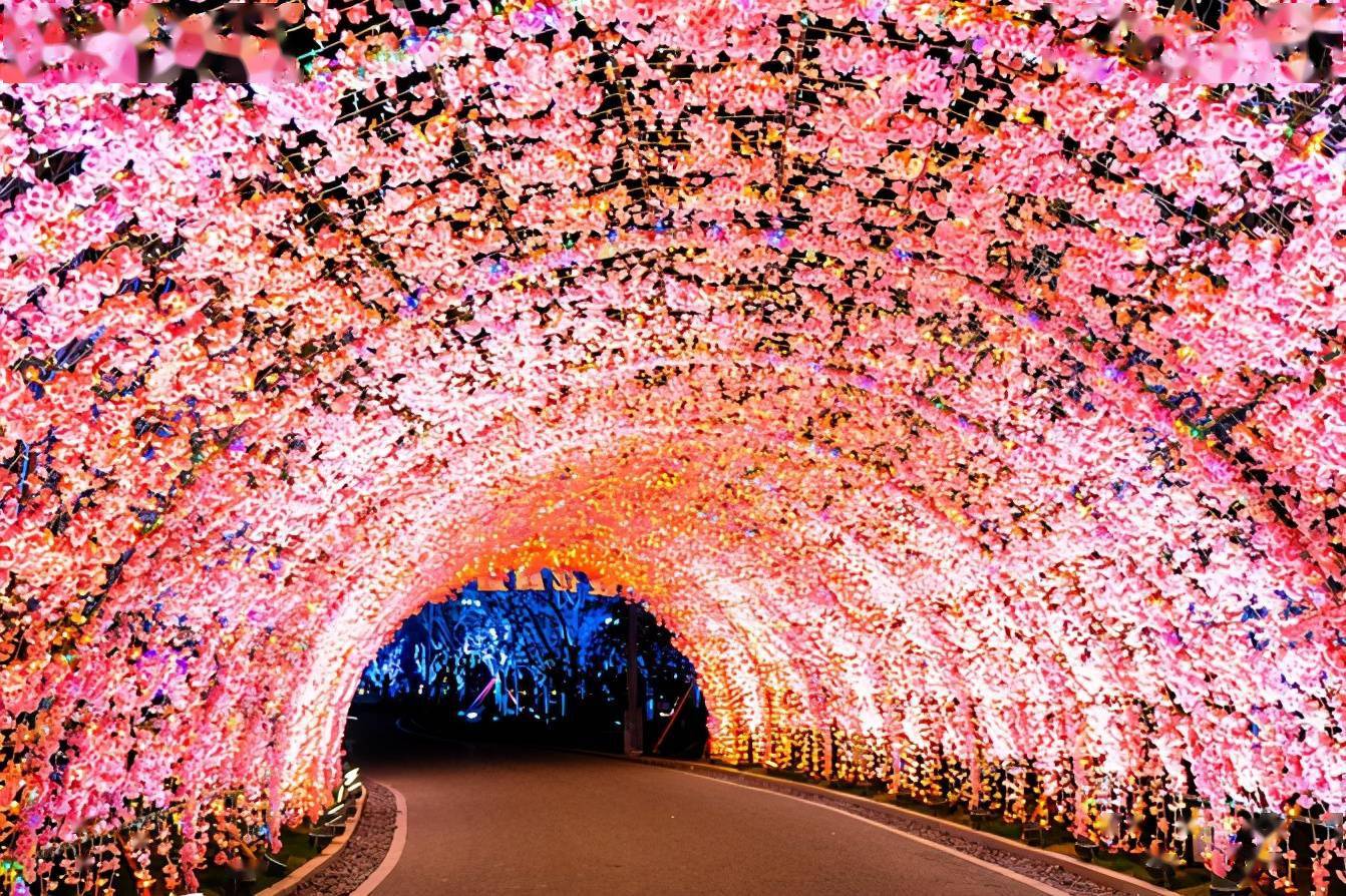 萌娃赏花记|"樱"你相约在江苏盐城大洋湾的春光里_樱花