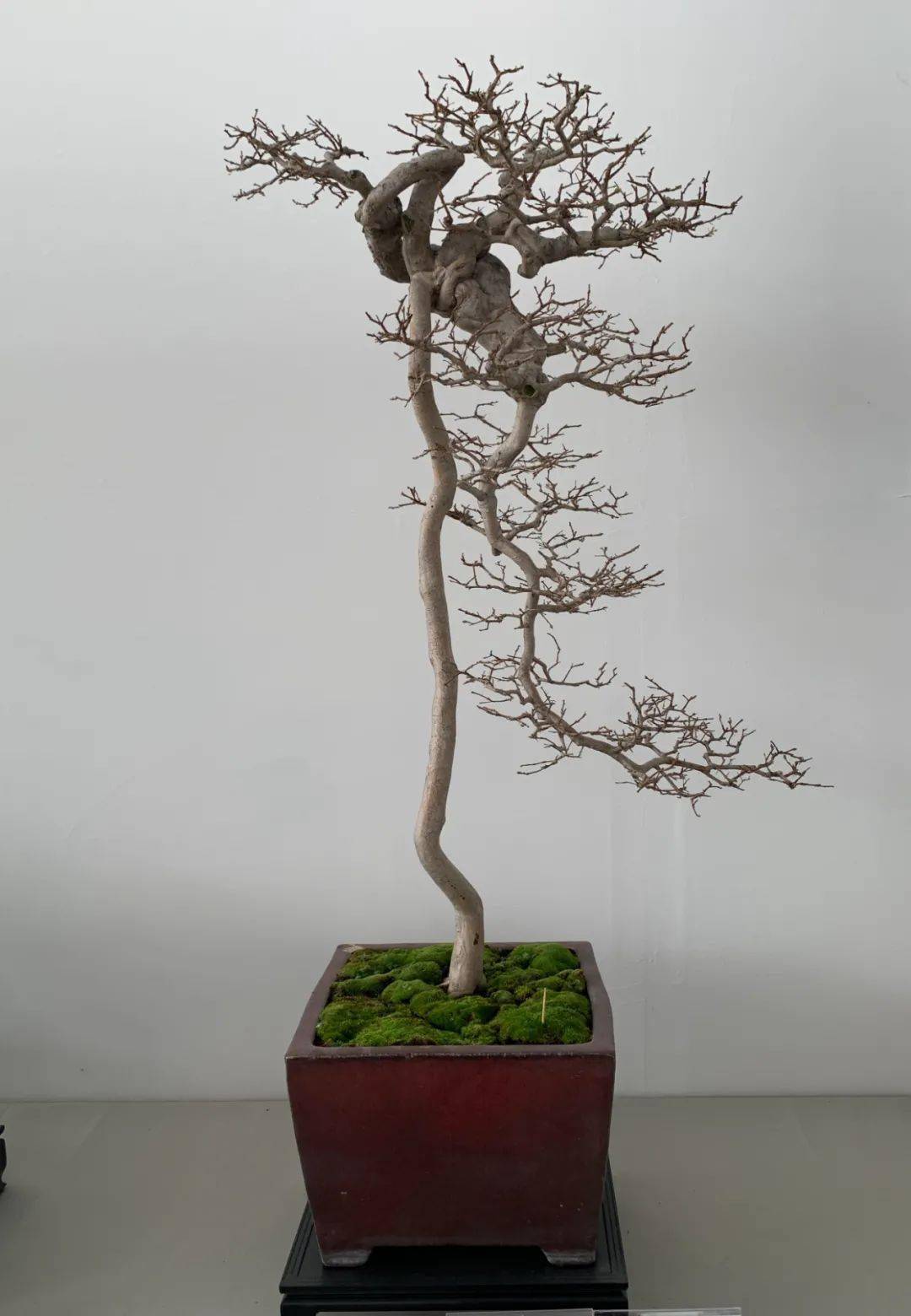 如派盆景如皋铂悦雅居杯第四赛段摄影大赛正式启动共赏立体的画