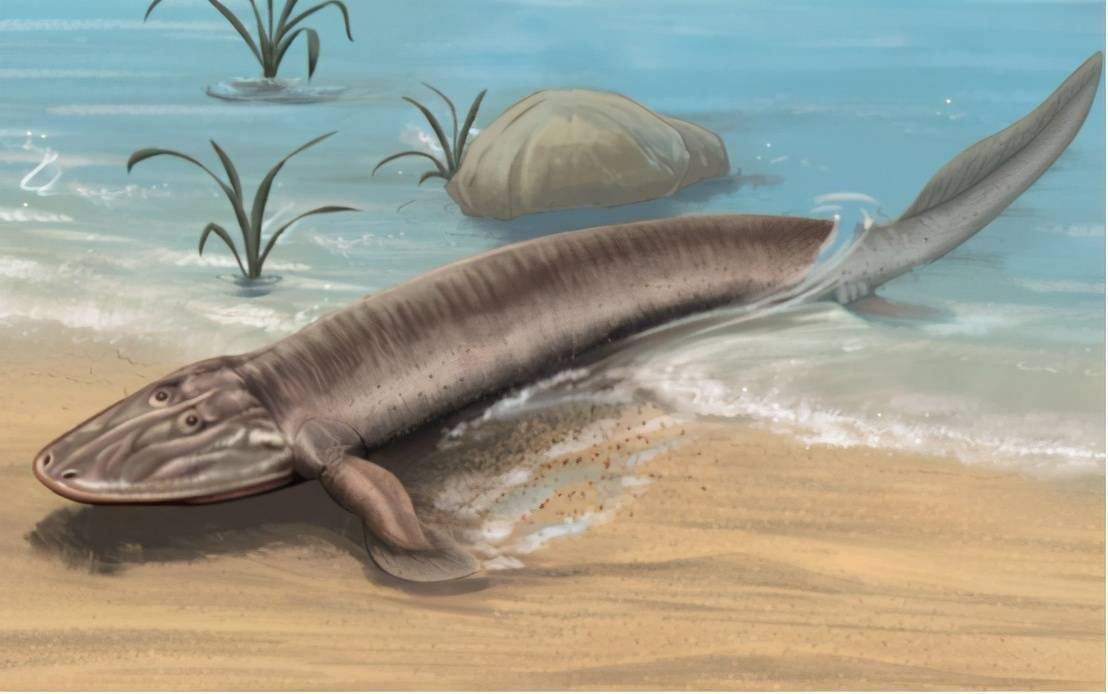 244亿年前的鱼贵州发现云南暴鱼它曾与人类祖先有关