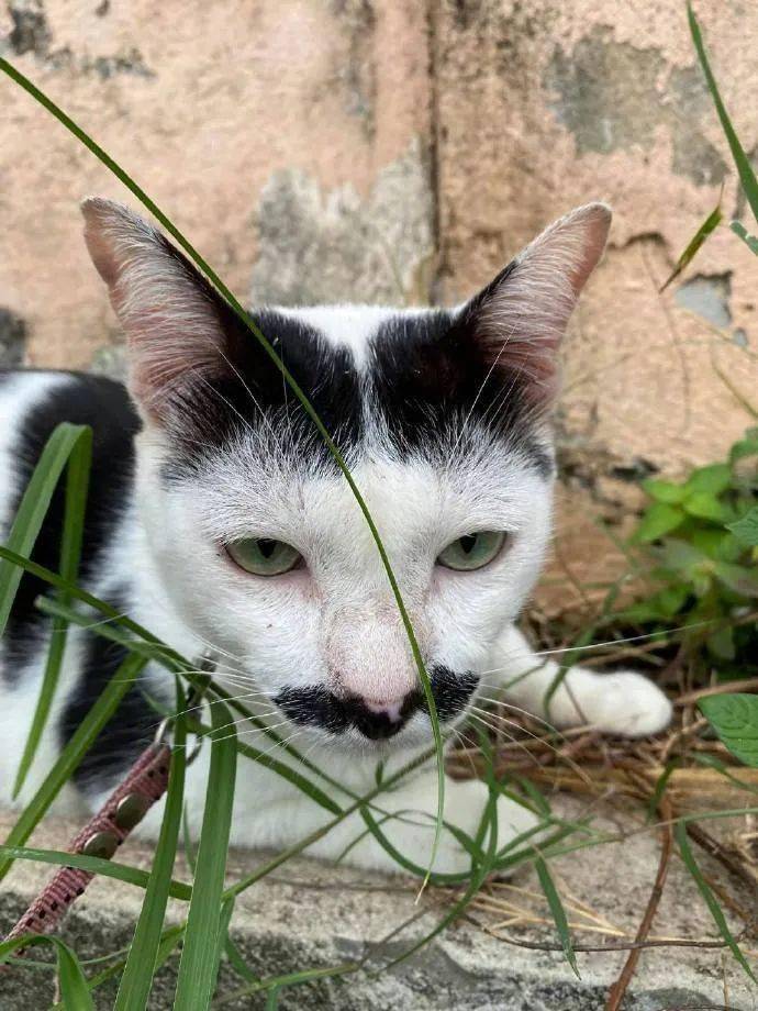 夏吉坝胡彻猫图片