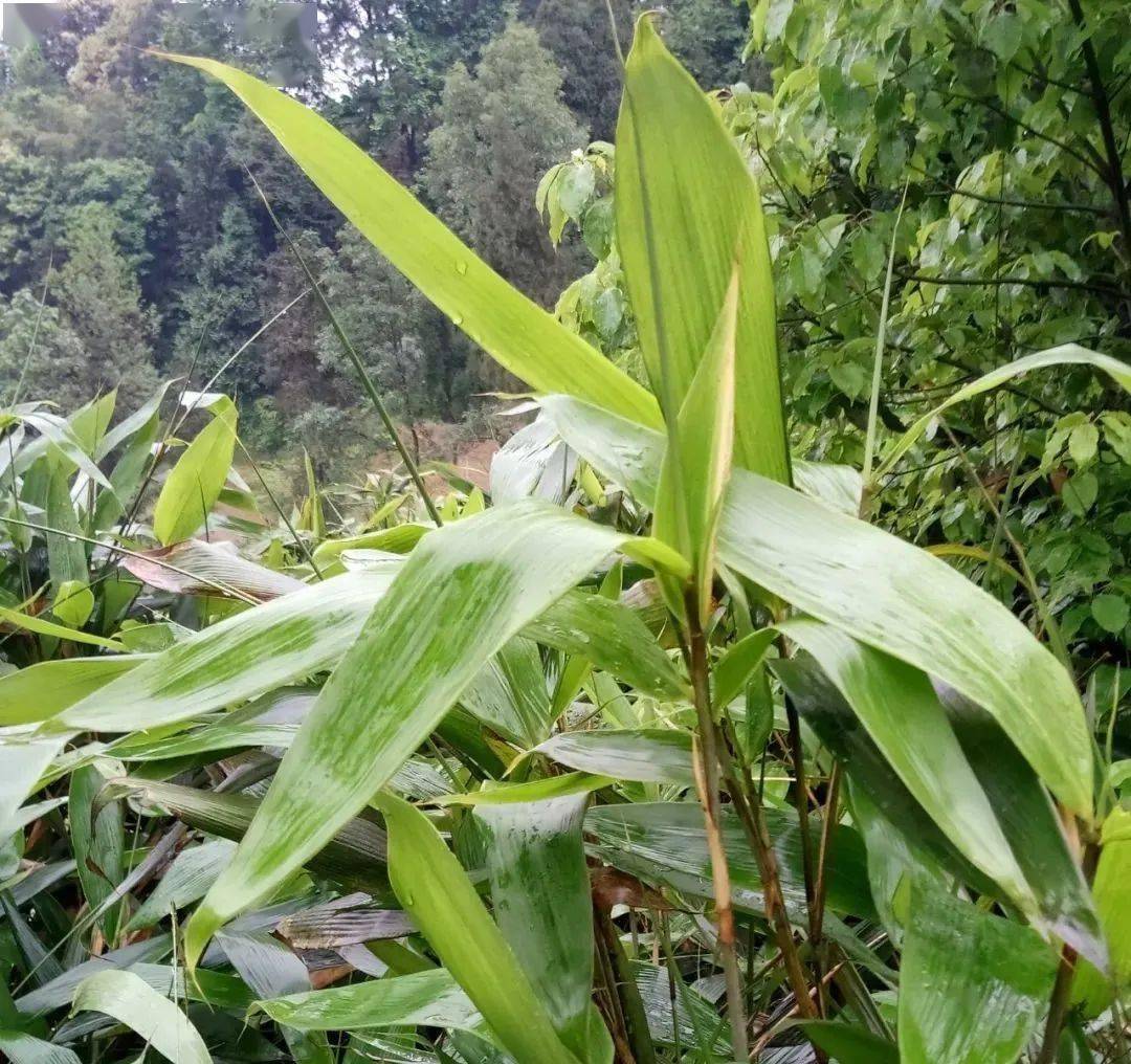 杏林百草粽粑叶的功效与作用