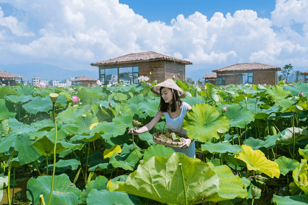 荷塘入夏荷影如画澄江悦莲庄园第六届荷花节6月12日盛情开幕