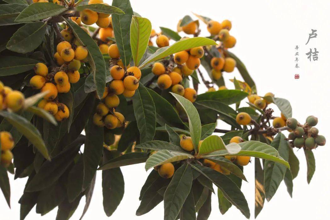 顺德美物这个端午节宅家食果果