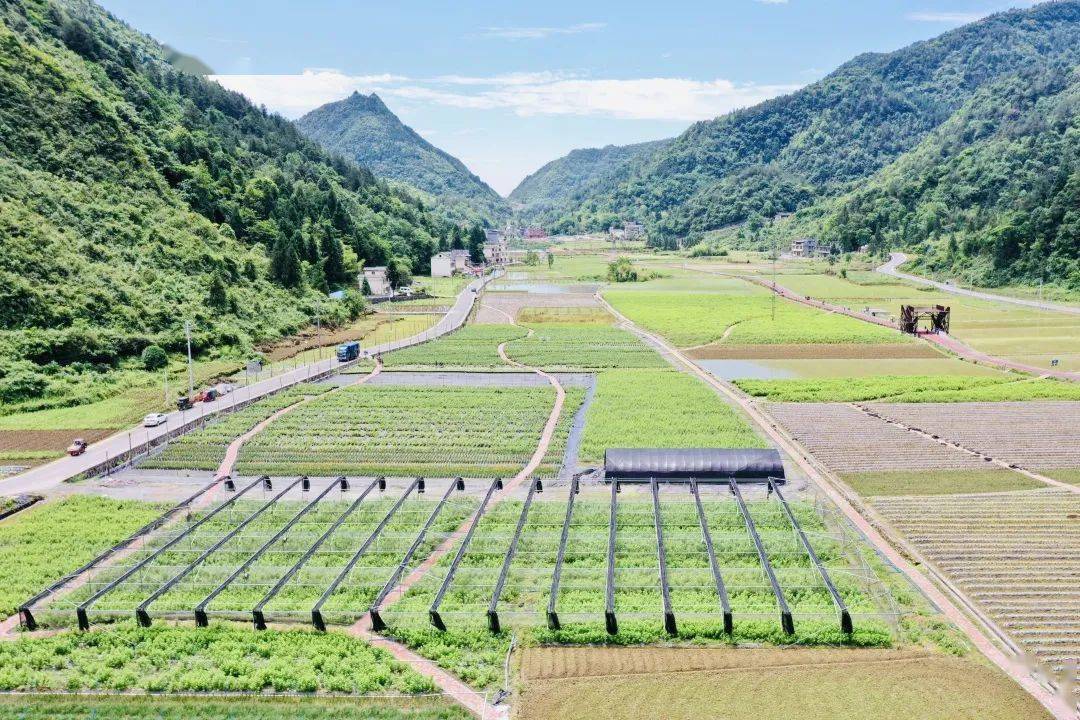 多彩恩施插秧节嗨翻马倌屯